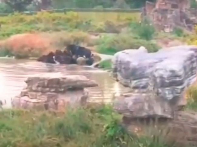 Video: Medvede pred zrakom turistov usmrtili pracovníka v ZOO