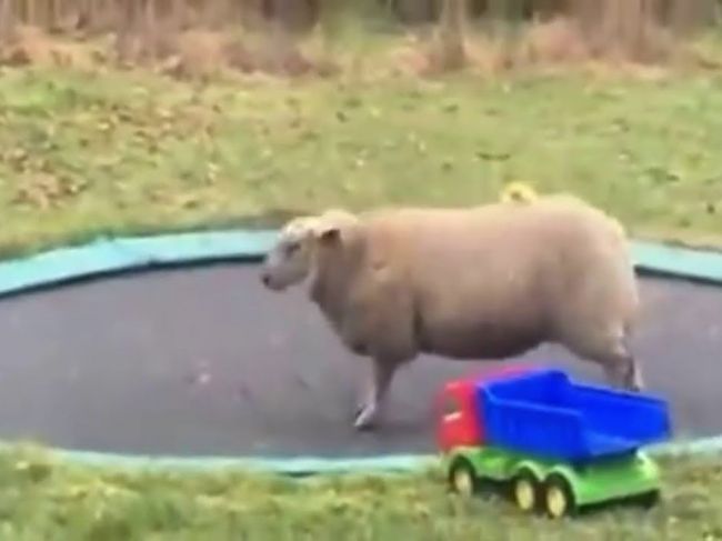Video: Ovca zistila, ako funguje trampolína