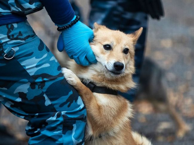 Psom vycvičeným na detegovanie koronavírusu udelili cenu "Psích hrdinov"