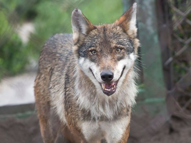Ochranári odmietajú tvrdenia o utajovaní počtu vlkov, relevantné údaje však neexistujú