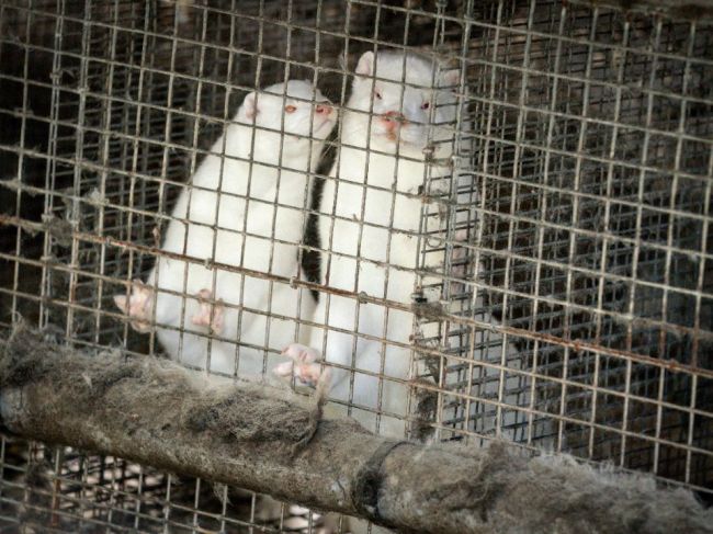 Slovenská kožušinová farma je po mutácii koronavírusu v Dánsku pod prísnou kontrolou