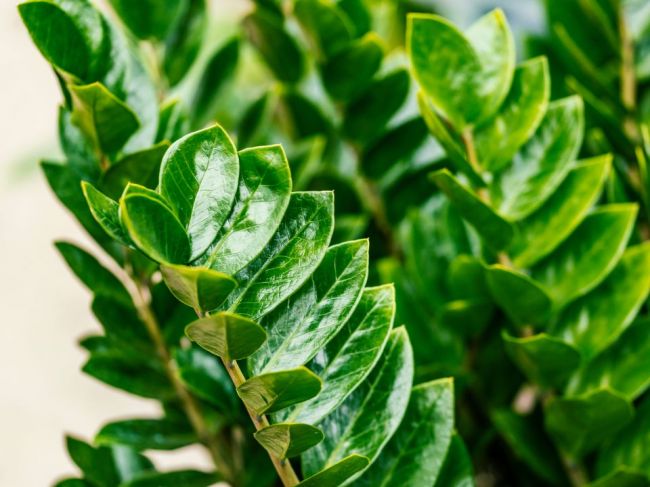 10 izbových rastlín, ktoré vám môžu poškodiť zdravie