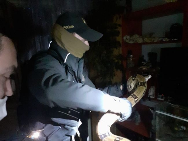 Z terária ušiel had, odchytili ho policajti
