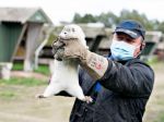 Taliansko pozastavilo chov noriek na farmách pre riziko infekcie koronavírusu