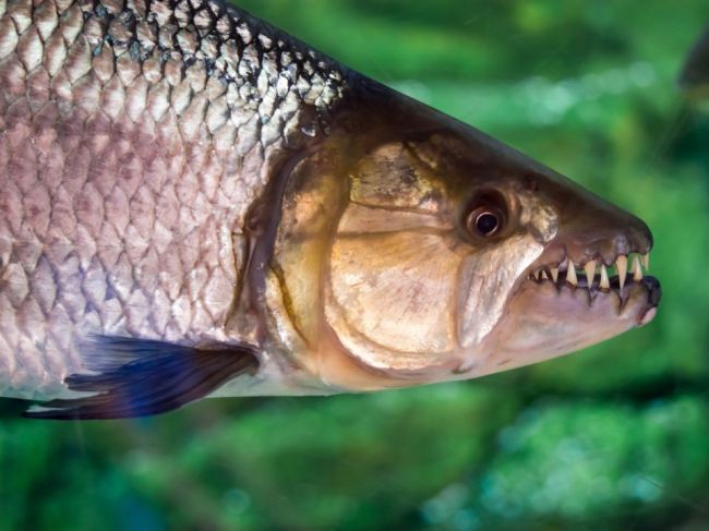 V bojnickej zoo možno nájsť jednu z najnebezpečnejších rýb sveta