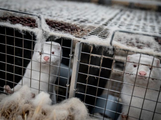Zmutovaný koronavírus už aj v Poľsku: Na norkovej farme sa nakazilo osem zvierat