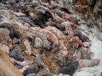 Usmrtené norky sa po zakopaní dostali späť na povrch. Dáni uvažujú nad kremáciou