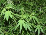 Snemovňa reprezentantov schválila legalizáciu marihuany