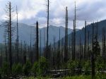 Vietor vyvrátil takmer 6000 stromov na území Štátnych lesov TANAP-u