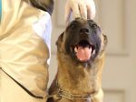 Rakúska armáda cvičí psov, ktoré dokážu odhaliť koronavírus