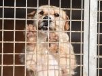 Zvierací ombudsman spustil aplikáciu na adopciu či opateru zvierat z útulku