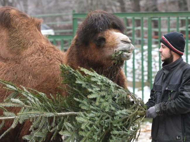 Zvieratá v zoo si pochutnávajú na nepredaných vianočných stromčekoch