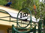 Košickú zoo zatvorili, potvrdili v nej vtáčiu chrípku