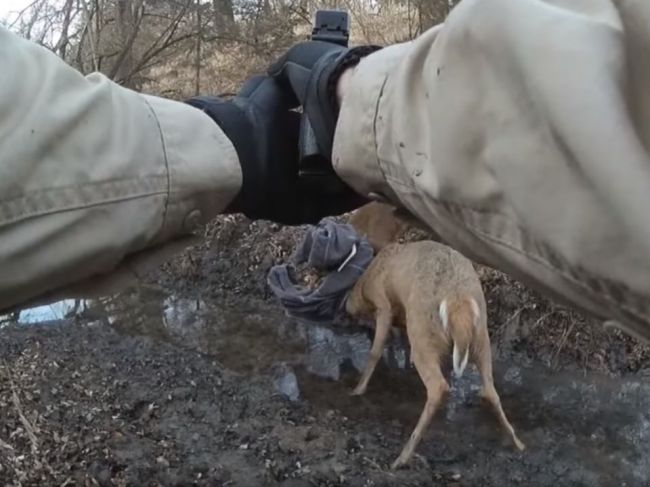 Video: Muž neuveriteľným spôsobom zachránil jelene