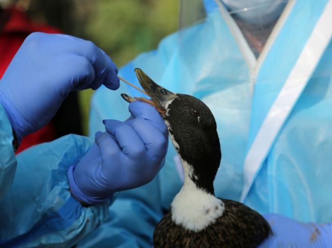 Ministerstvo pôdohospodárstva potvrdilo na Slovensku výskyt vtáčej chrípky