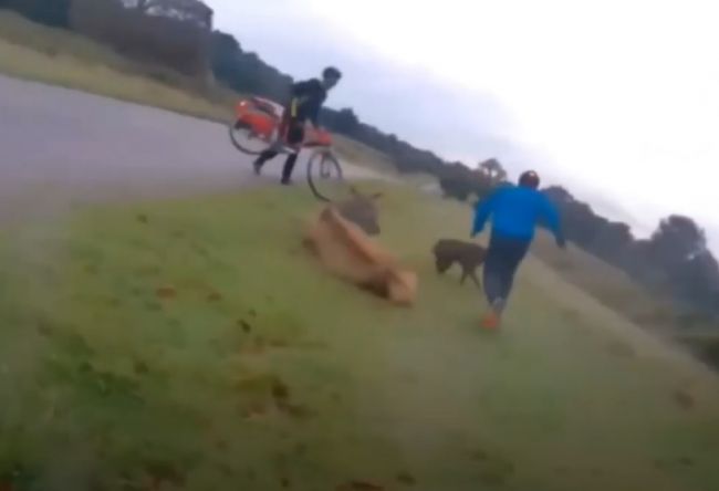 Video: Cyklisti sa snažili zabrániť útoku psa. Nešťastná nehoda mala tragický koniec