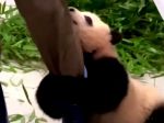 Video: Roztomilá panda prekvapila ošetrovateľa