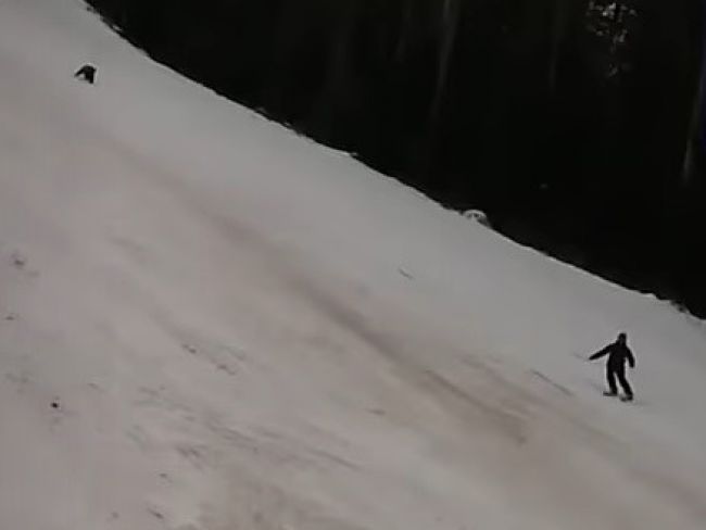 Video: Nič netušiaceho lyžiara na svahu naháňal medveď
