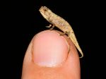 Na Madagaskare objavili najmenšieho plaza na Zemi, "nano-chameleóna"