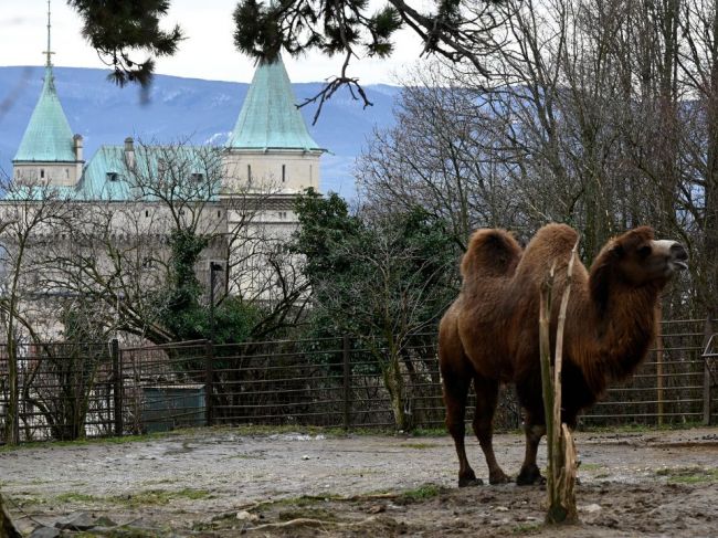 Bojnickú zoo zatvoria pre nepriaznivú epidemiologickú situáciu až do odvolania
