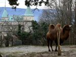 Bojnickú zoo zatvoria pre nepriaznivú epidemiologickú situáciu až do odvolania