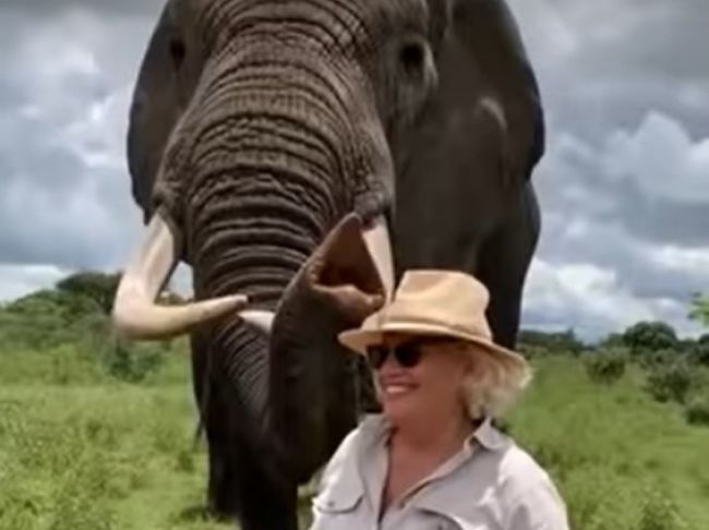 Video: Slon si vystrelil zo ženy, prekvapil však slušným správaním