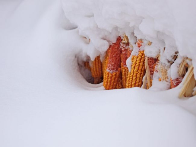 Prečo by ste počas zimy nemali jedlo chladiť vonku