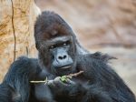 V Pražskej zoo sa koronavírusom nakazili dva levy a gorila