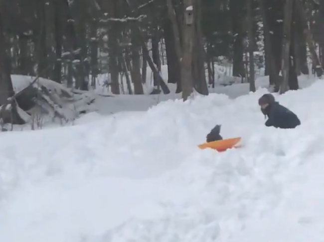 Video: Chlapec naučil plymutku neobvyklej záľube