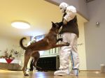 V Poľsku vycvičia psy na odhaľovanie nakazených koronavírusom