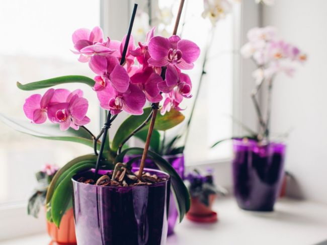 Ako sa starať o orchideu? Bez týchto základov to ani neskúšajte