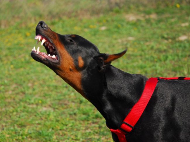 Žena bránila svojho psa pred útočiacim dobermanom, prípad vyšetruje polícia
