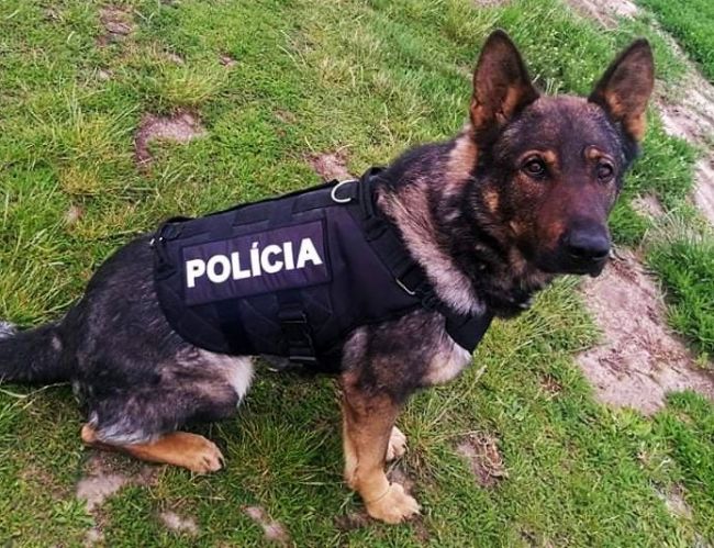 Nezvestného a dezorientovaného seniora vypátral pes s policajným tímom