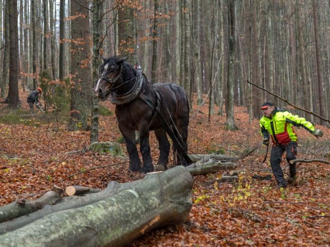 Situácia na trhu s drevom sa v celej Európe mimoriadne vyhrotila