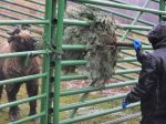 Zatvorená ZOO v Košiciach trpí výpadkom príjmov, mesto jej poslalo 30.000 eur