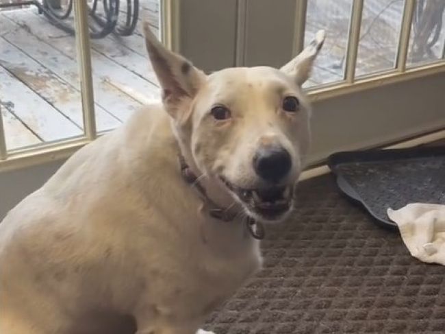 Video: Takto to znie, keď šteká hluchý pes