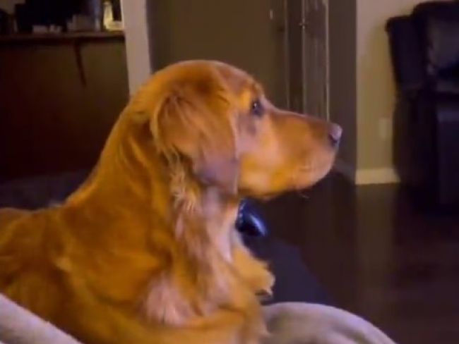 Video: Pes zazrel zloducha zo Star Wars. Jeho reakcia pobavila aj slávneho herca