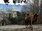 Národnú zoo v Bojniciach navštívili po opätovnom otvorení stovky ľudí