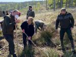 Prezidentka a zamestnanci KP SR dnes zasadili v lese nad Limbachom 1650 stromov