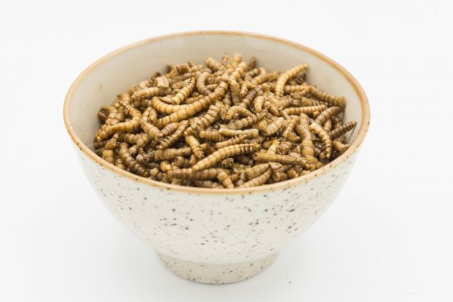 Krajiny EÚ schválil návrh, aby žlté múčne červy boli považované za potraviny