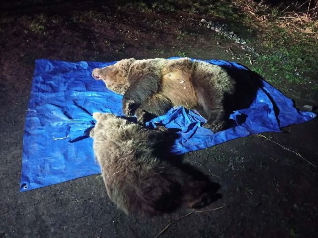Polícia preveruje prípad uspatia medveďov vo Vysokých Tatrách