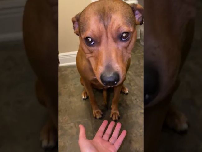 Video: Majiteľka vyzvala psa, aby vypľul, čo má v papuli. Toto z neho nakoniec vyšlo