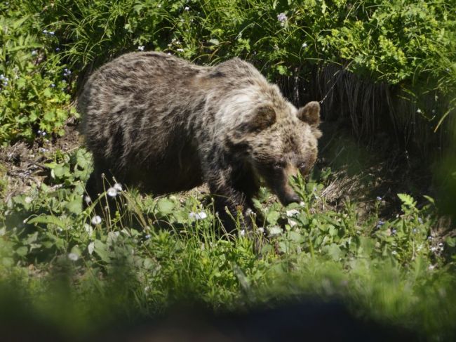 Populácia medveďov potrebuje manažment, tvrdí šéf štátnych lesov TANAP-u