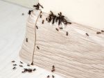 8 dôvodov, prečo sa hmyzu páči u vás doma