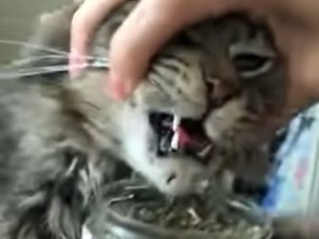 Video: Majiteľka ponúkla mačke „mačací krek“. Okamžite to oľutovala