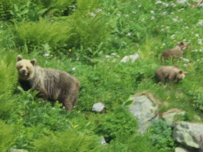 V okolí obce Šurianky sa pohybuje medvedica s mláďatami