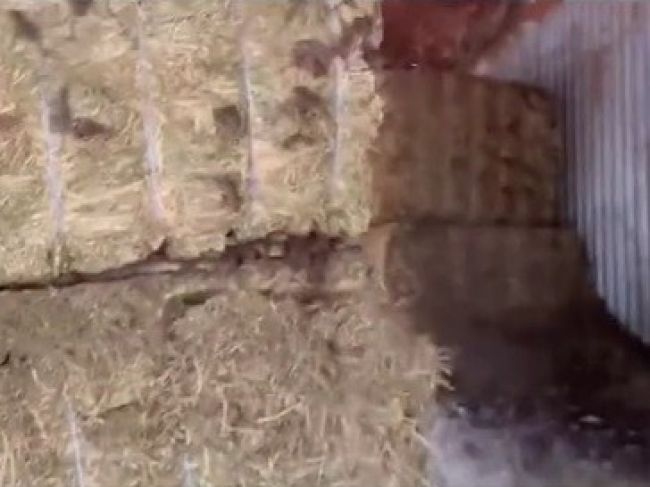 Video: Farmár chcel premiestniť balíky sena. Odhalil však hrozivé prekvapenie
