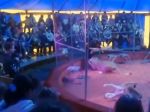 Video: Levica v cirkuse napadla krotiteľa, krvavú scénu videli aj deti