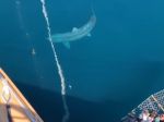 Video: Pasažieri výletnej lode zazreli obrovského živočícha. Môže to byť megalodon?