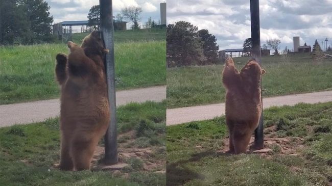 Video: Medveď grizly zatancoval, akoby bol z Disneyho rozprávky